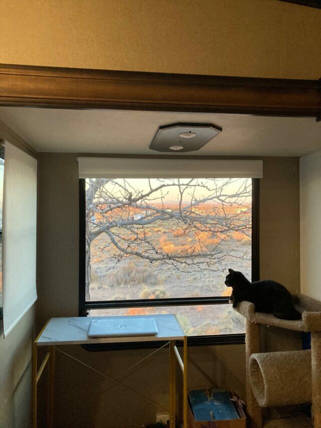 How to Make RV Travel with Cats Purrfect! Travels with Ted