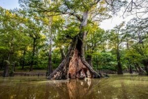 Best RV Parks in Louisiana: Chemin-A-Haut State Park