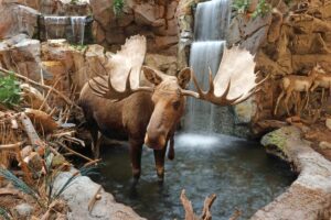 Moose display inside Cabela's srote.