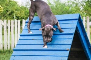 Dog on steep blue ramp