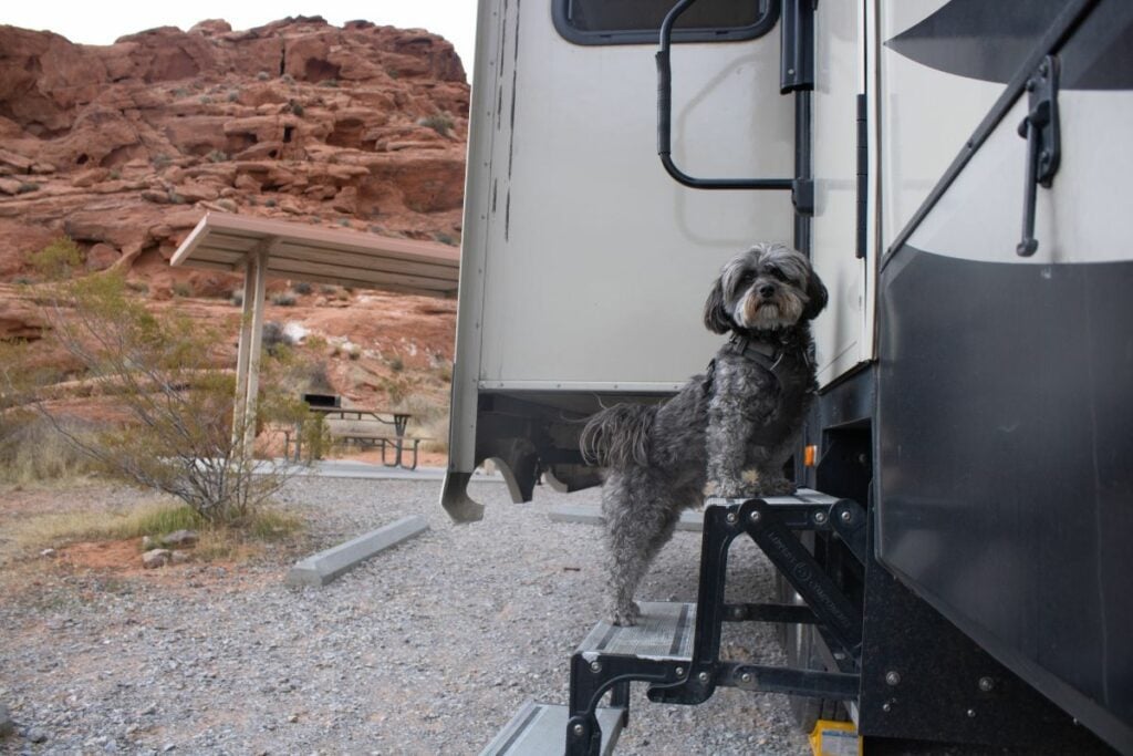 Dog Stuck on RV Stairs