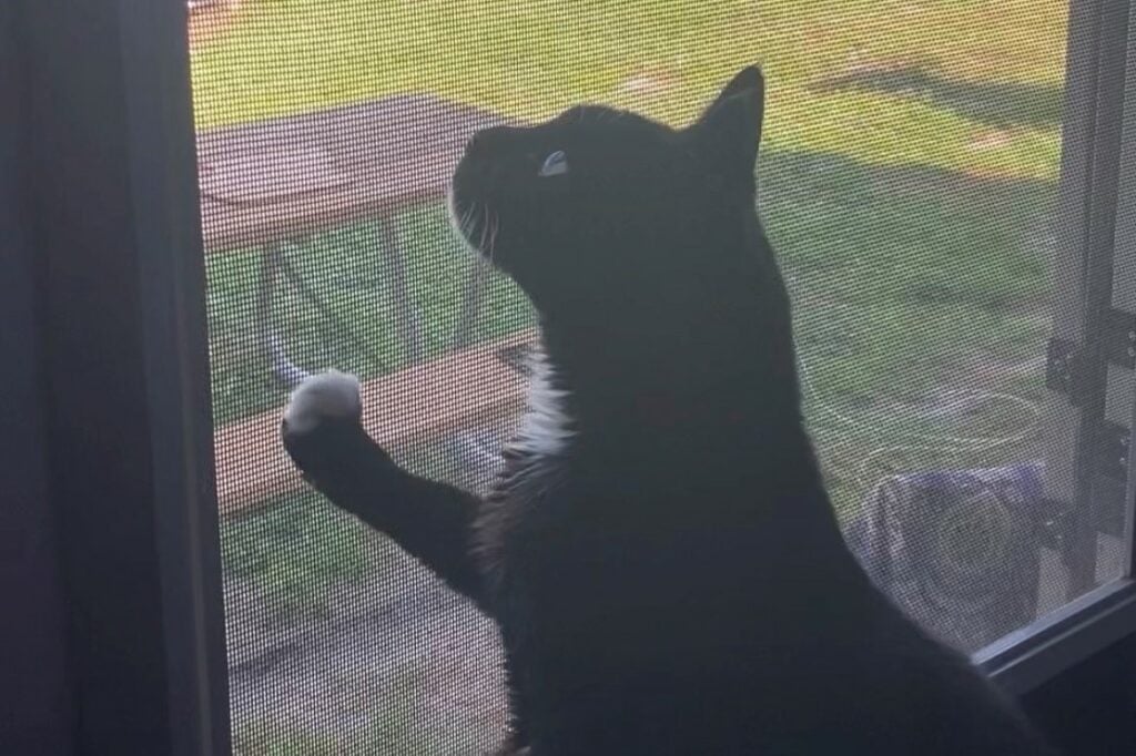 Cat scratching at RV screen door.