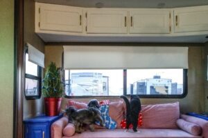 Cat and dog looking in Christmas stockings inside RV.