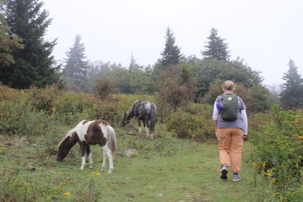 Woman hiking by wild horses.