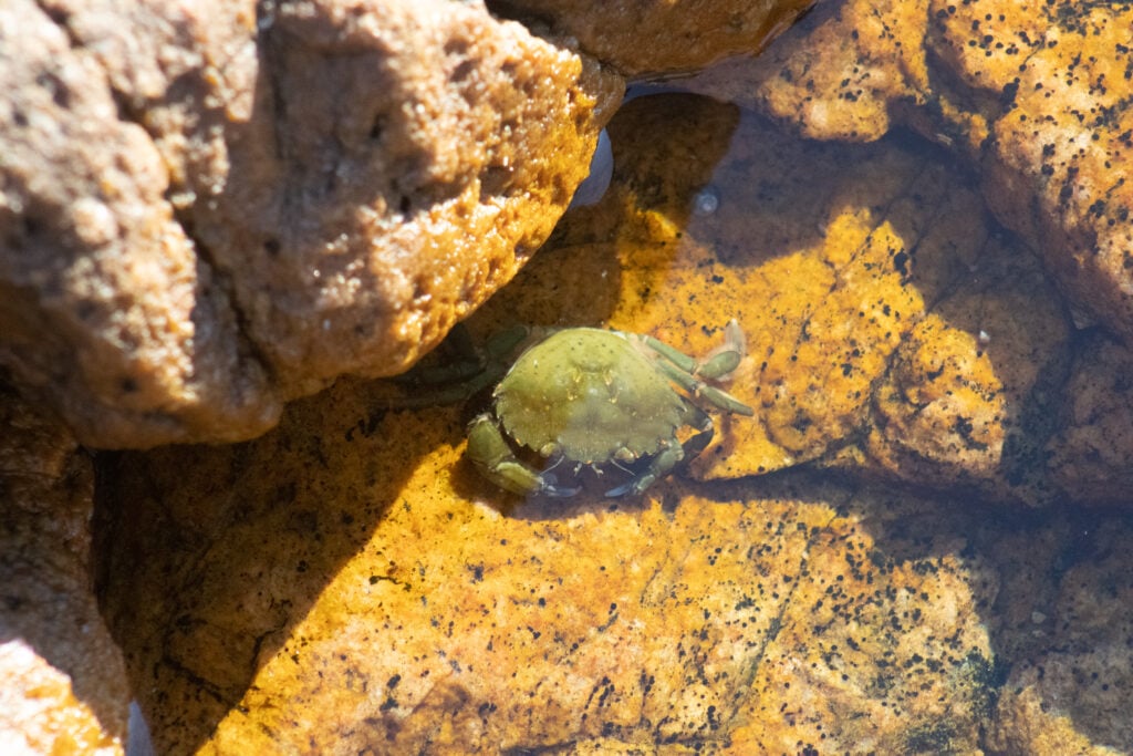 Crab in Tideal Pool in Acadia National Park
