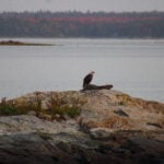 Eagle flying in Acadia National Park