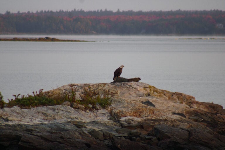 Eagle flying in Acadia National Park