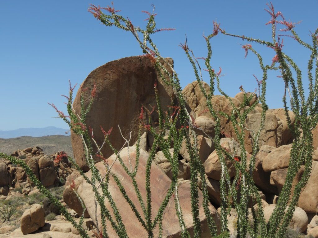 Ocotilla plant in front of boulder in Joshua Tree