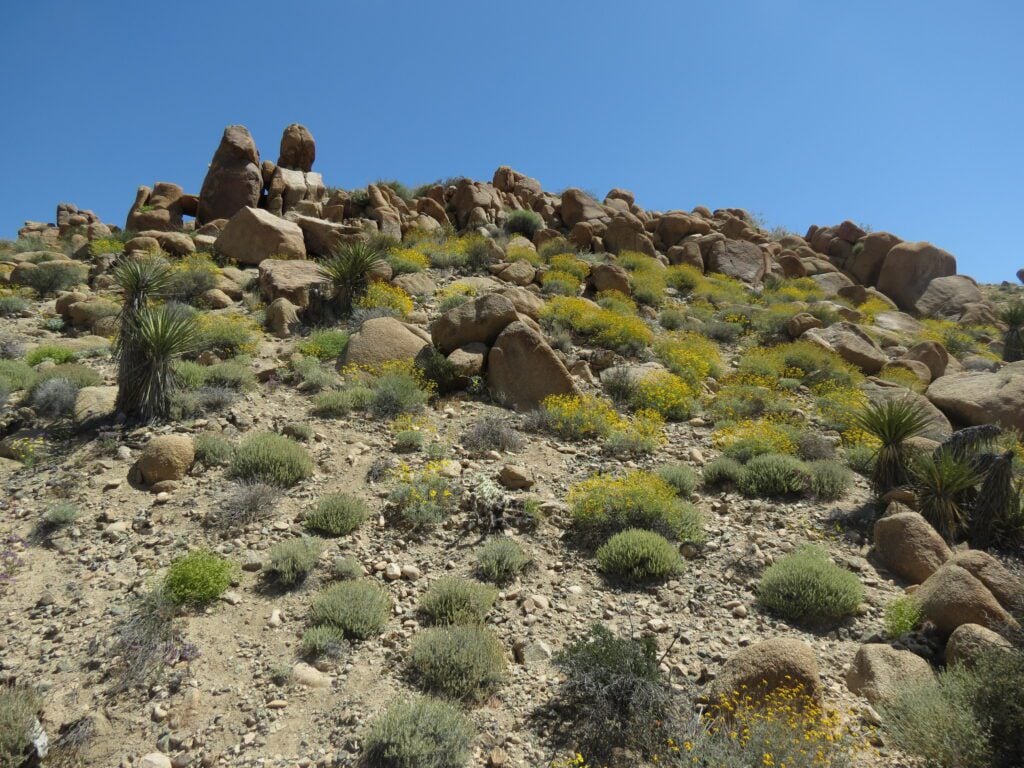 Landscape in Joshua Tree National Park