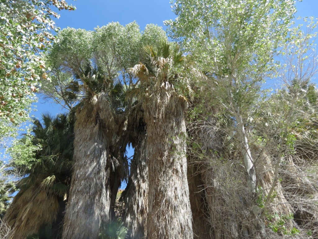 Palms in Joshua Tree National Park