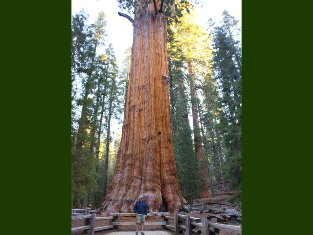 Man standing in front of General Sherman tree in Sequoia National Park