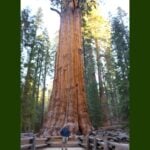 Man standing in front of General Sherman tree in Sequoia National Park