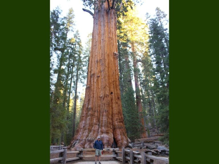Man standing in front of General Sherman tree in Sequoia National Park