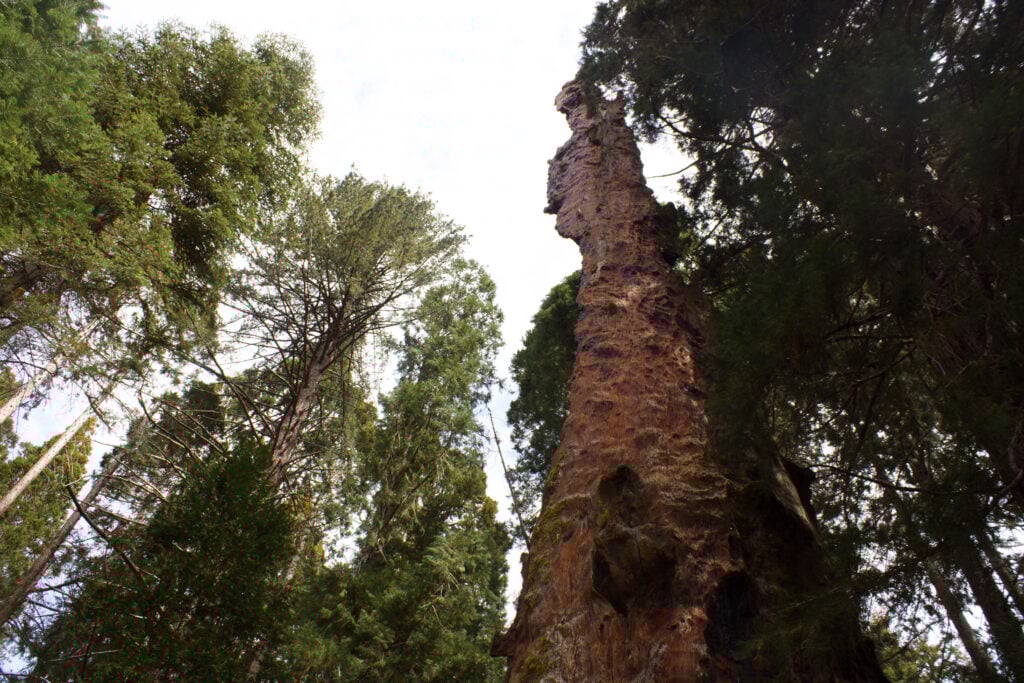 Tree in the Grant Gove Village