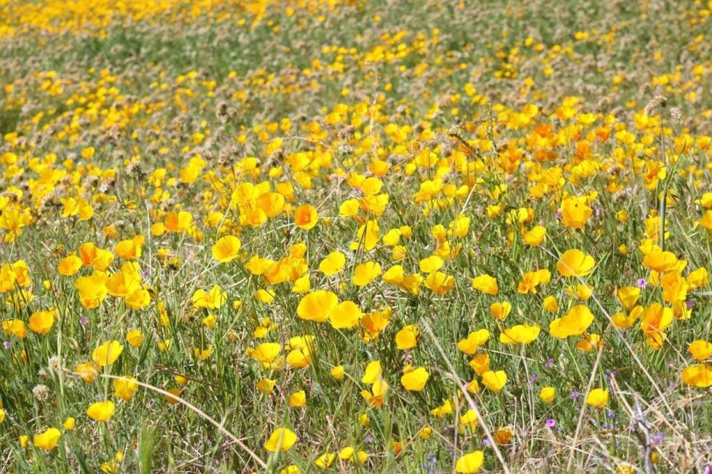 Wildflowers in Sequoia National Park