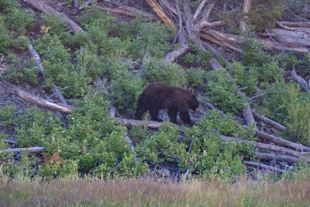 Bear in Yellowstone National Park