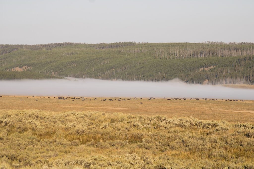 Herd of bison on foggy morning in Yellowstone National Park