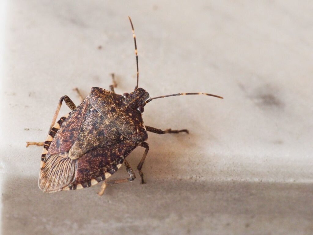 Stink bug